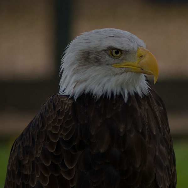 American Bald Eagle