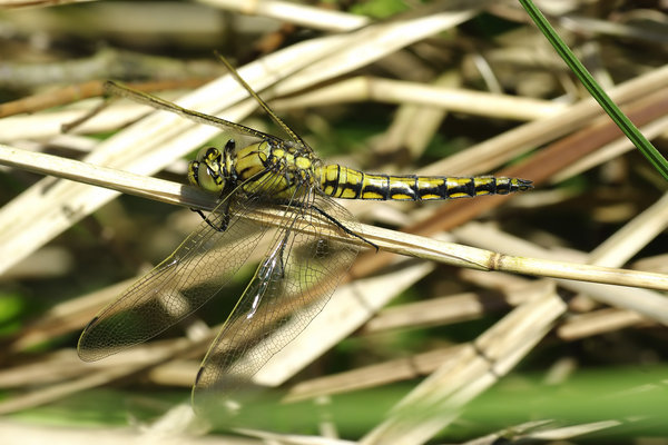 Black-tailed Skimmer