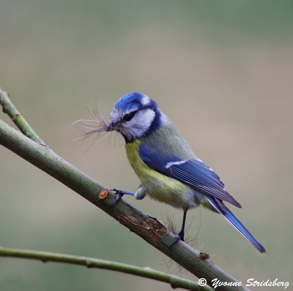 Blue Tits in the working account.