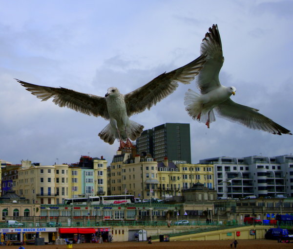 Brighton Seagulls