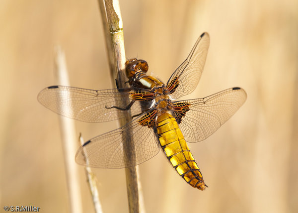 Broad Bodied Chaser