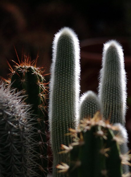 Cactus Flower