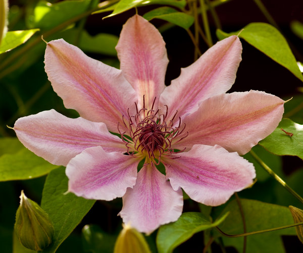 Clematis