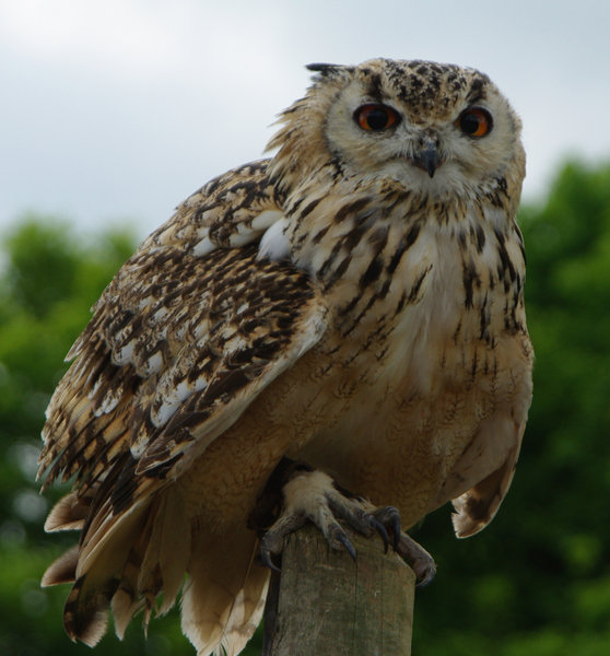 eagle owl