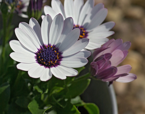Garden Daisy