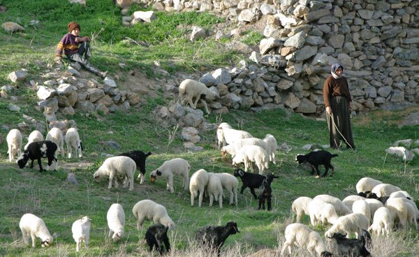 Grazing the lambs near the fold.