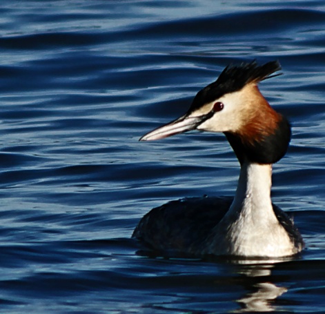 Great Crested grebe