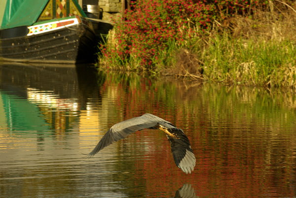 heron in flight