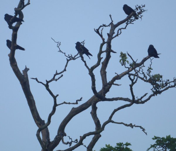 Hitchcock's Rooks