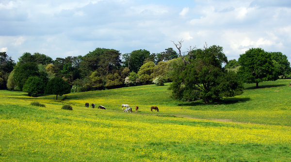 Horses grazing