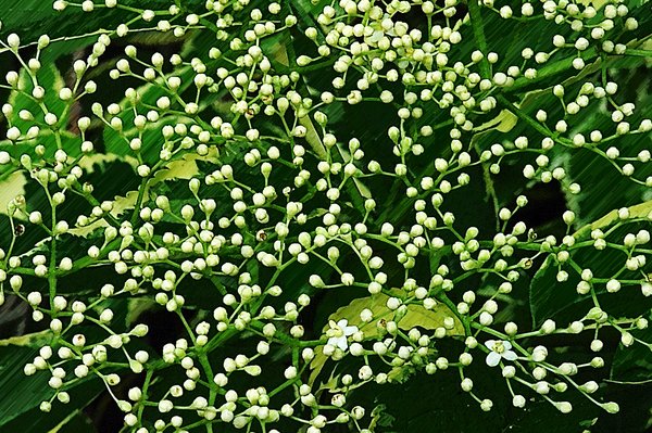 Just about to bloom