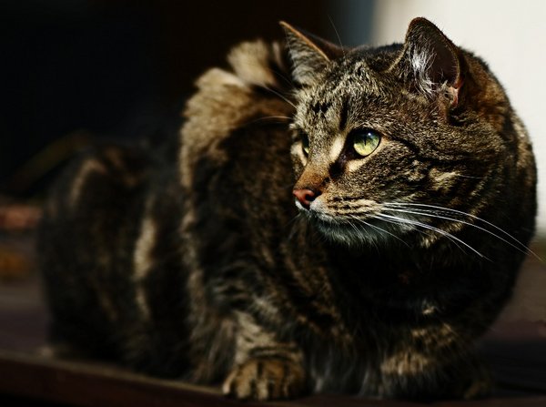 Sunbathing kitty