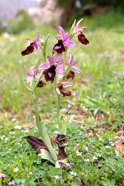 Late Spider Orchid (Ophrys apifera)