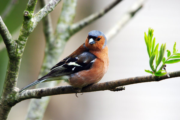 Male chaffinch