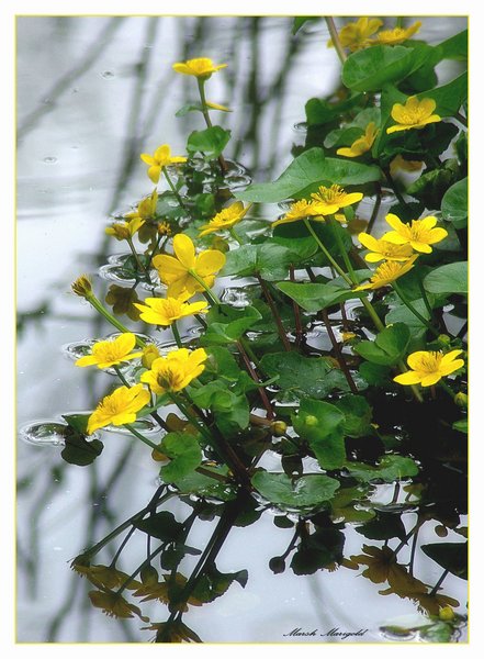 Marsh Marigold