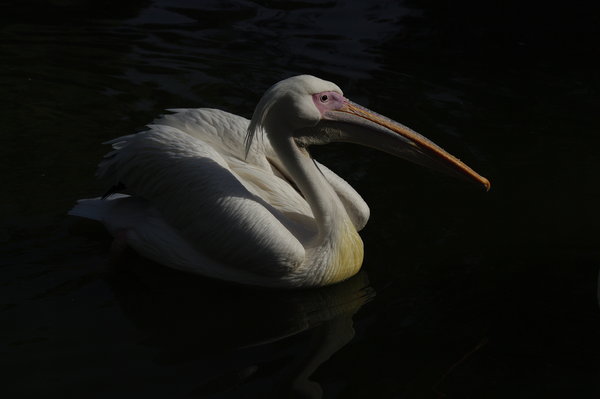pato