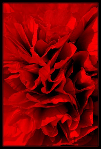 Peony