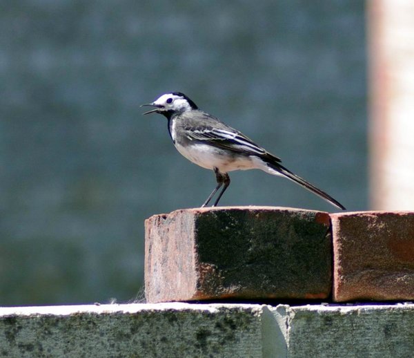 Pied wagtail