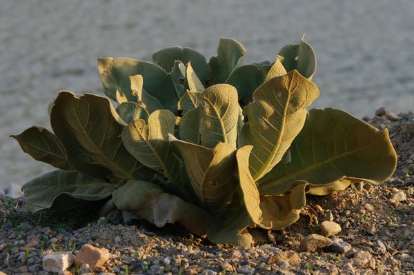 Plant at sunset