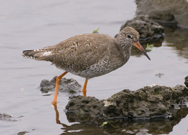 Redshank