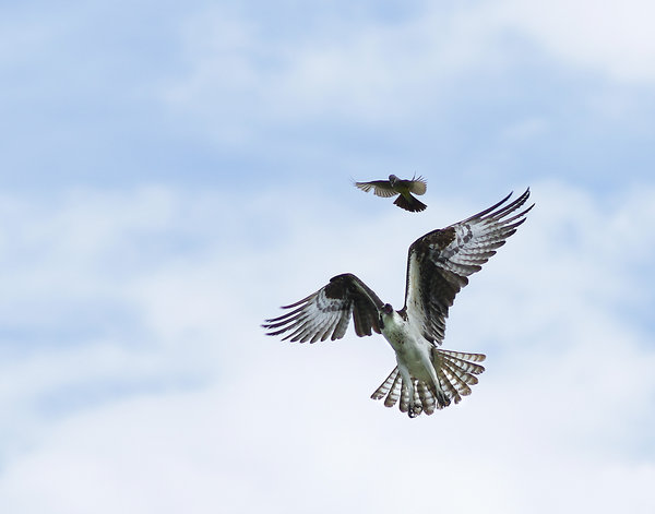 retreating osprey