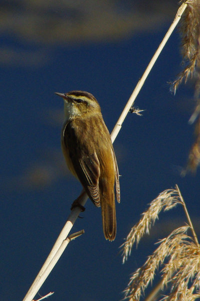 sedge warbler