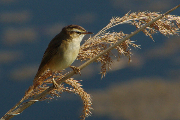 sedge warbler