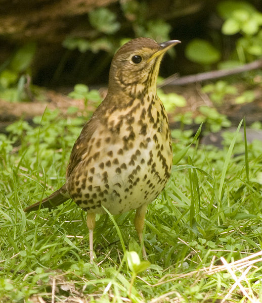 Song Thrush