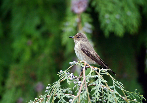 spotted flycatcher.
