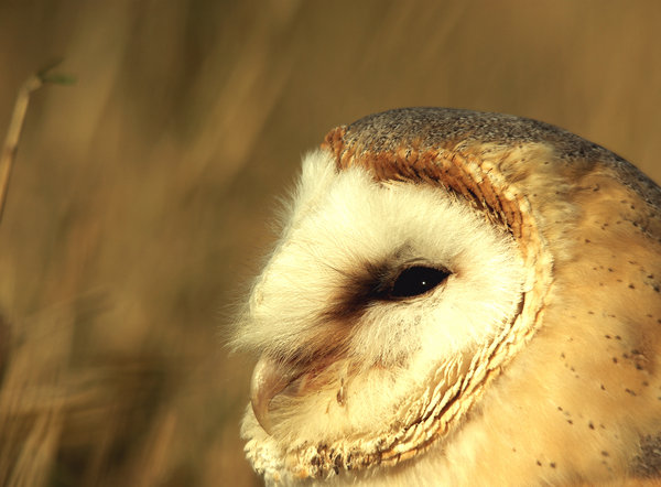 Barn Owl