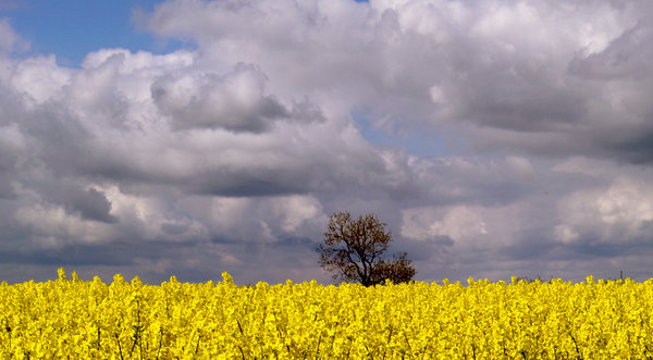 the field