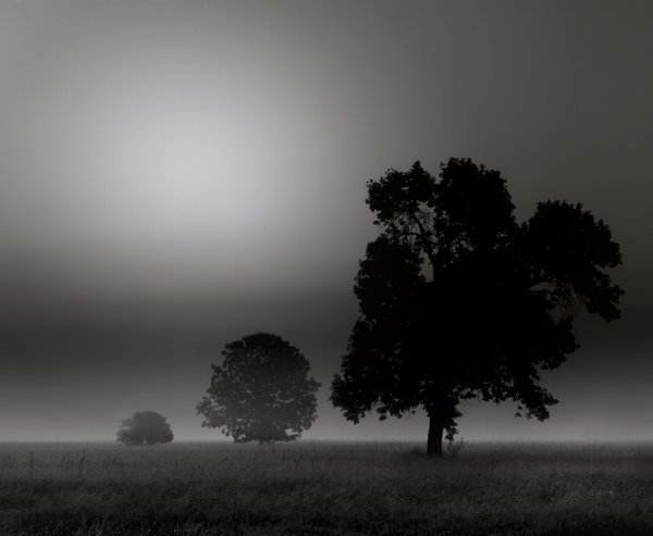 Three trees