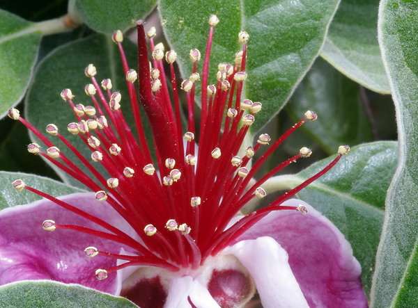 Unknown Fruit