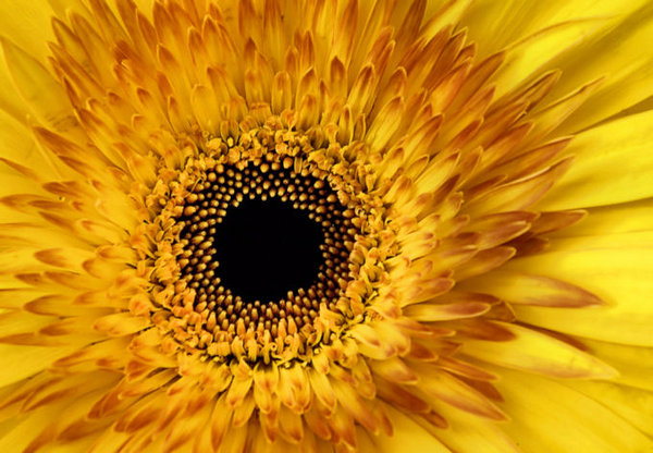Yellow Flower