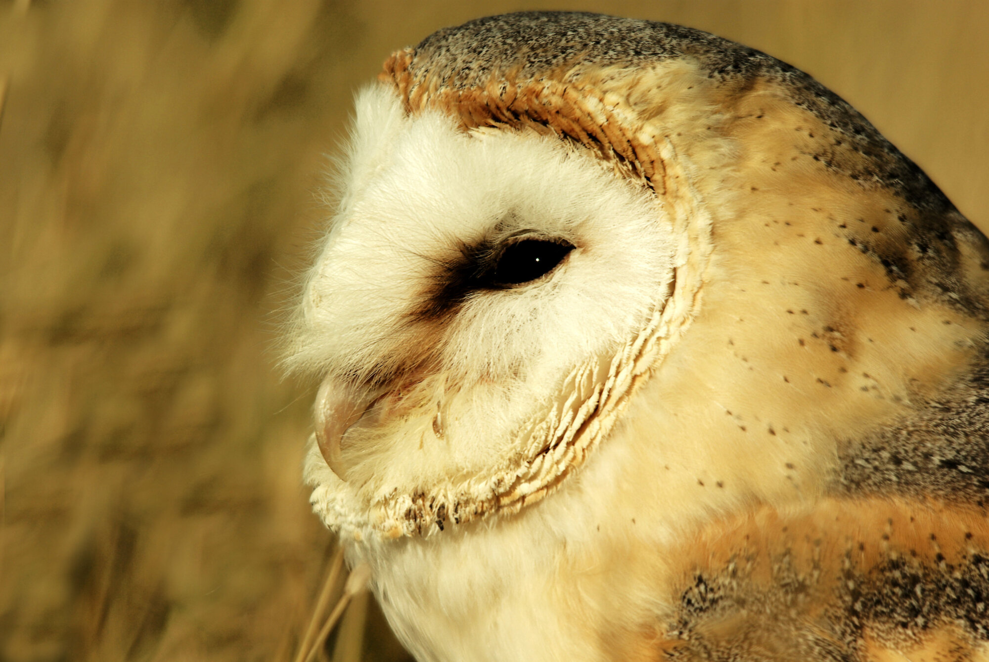 Barn Owl Portrait