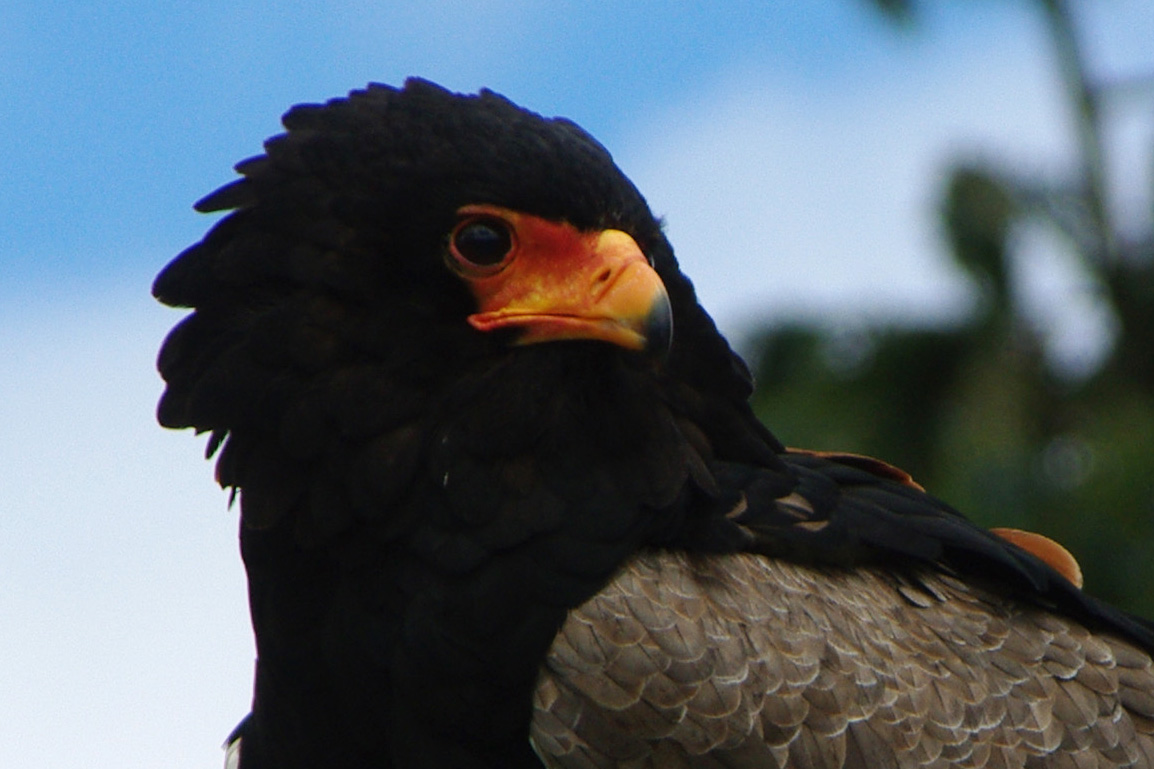 Bateleur eagle