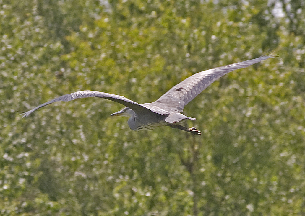 Heron in flight
