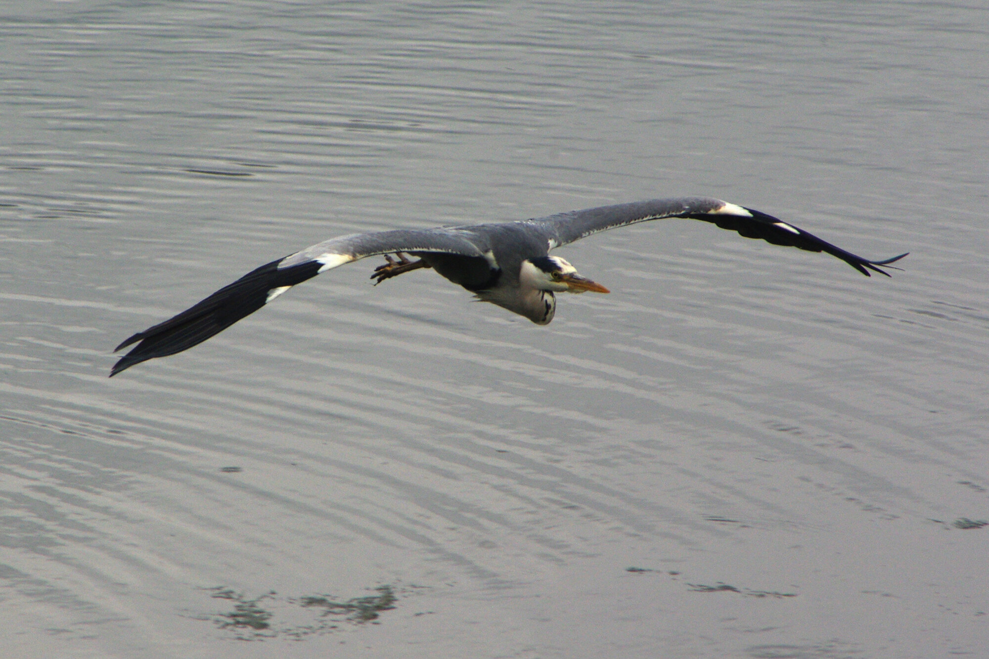 heron in flight