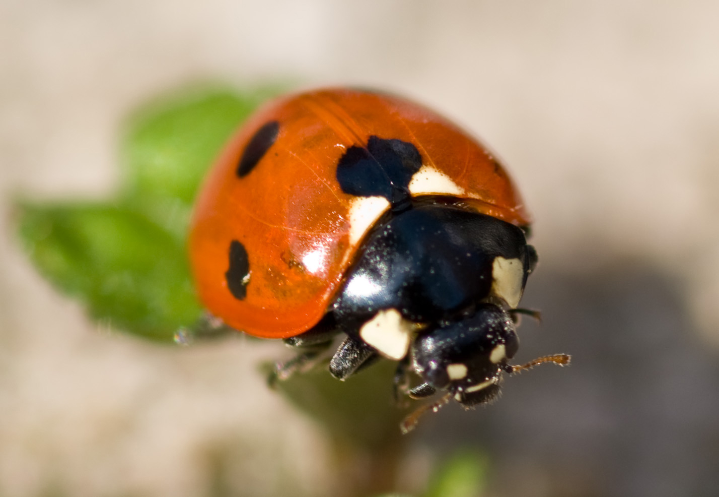 Ladybird