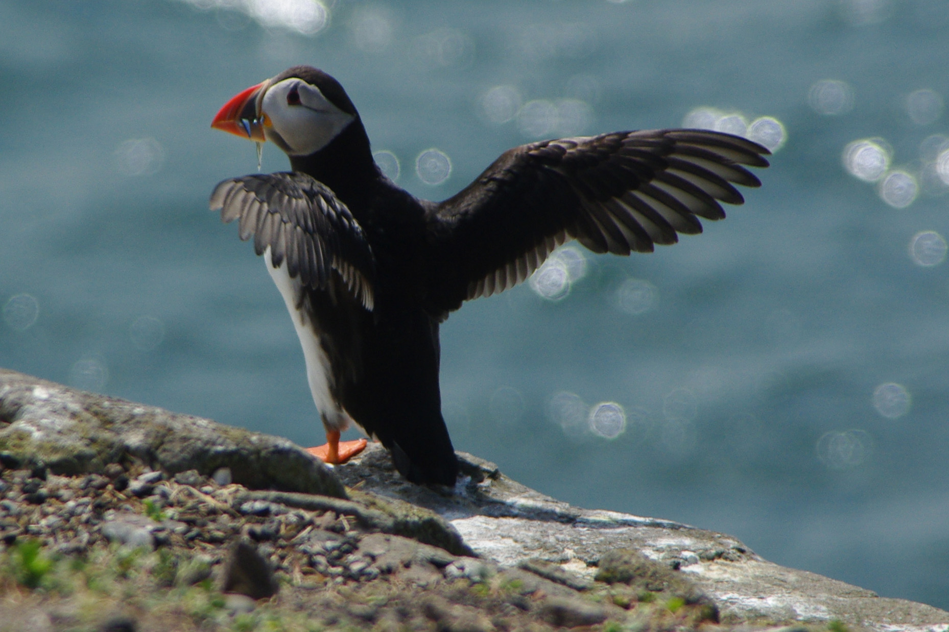 puffin