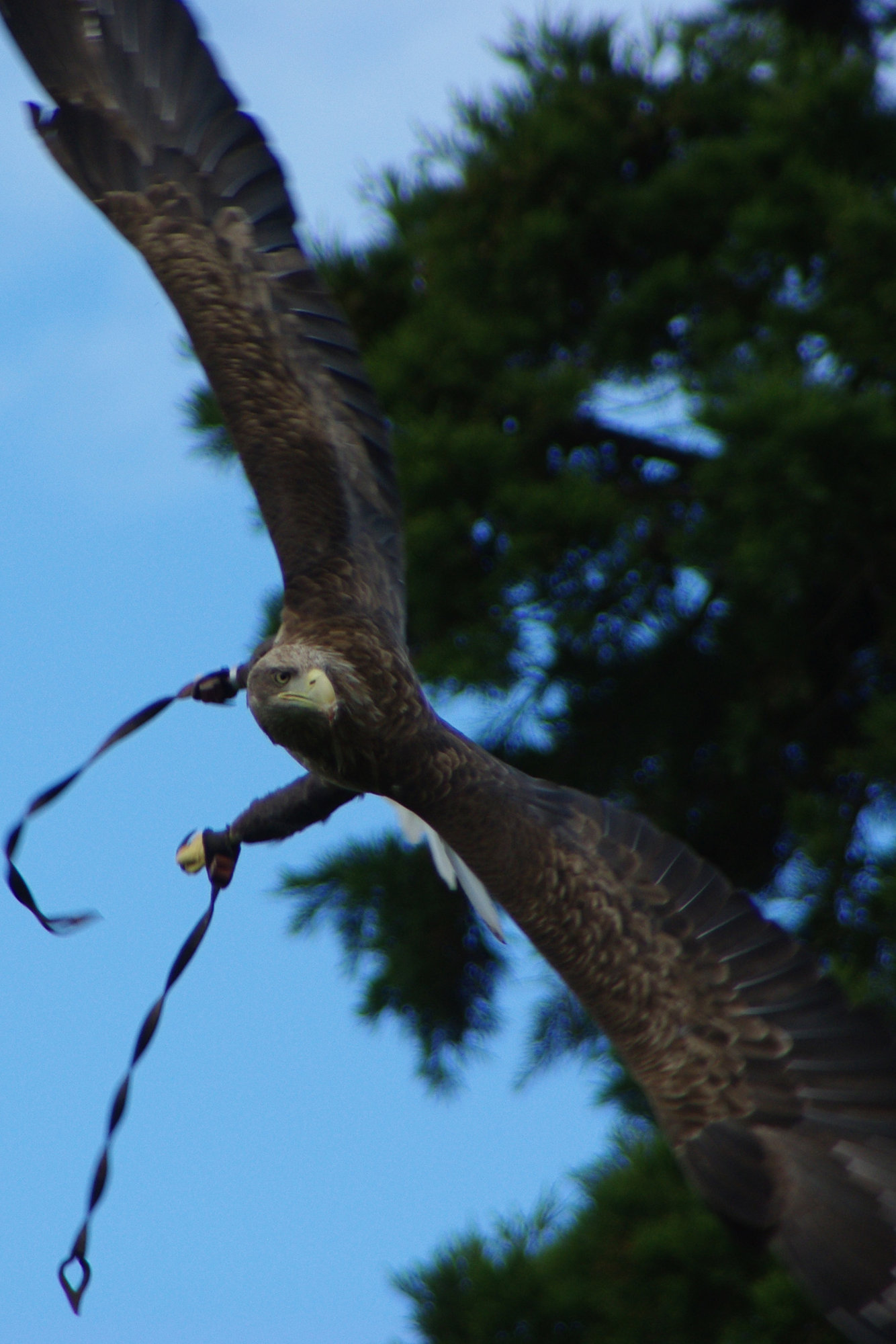 sea eagle