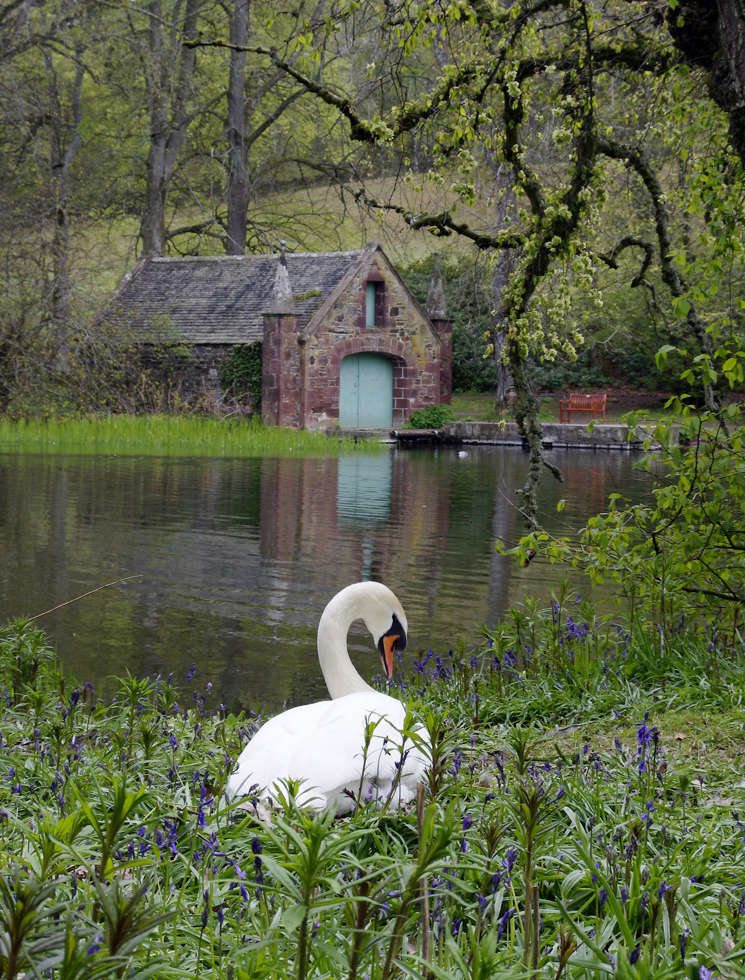 Swan Lake