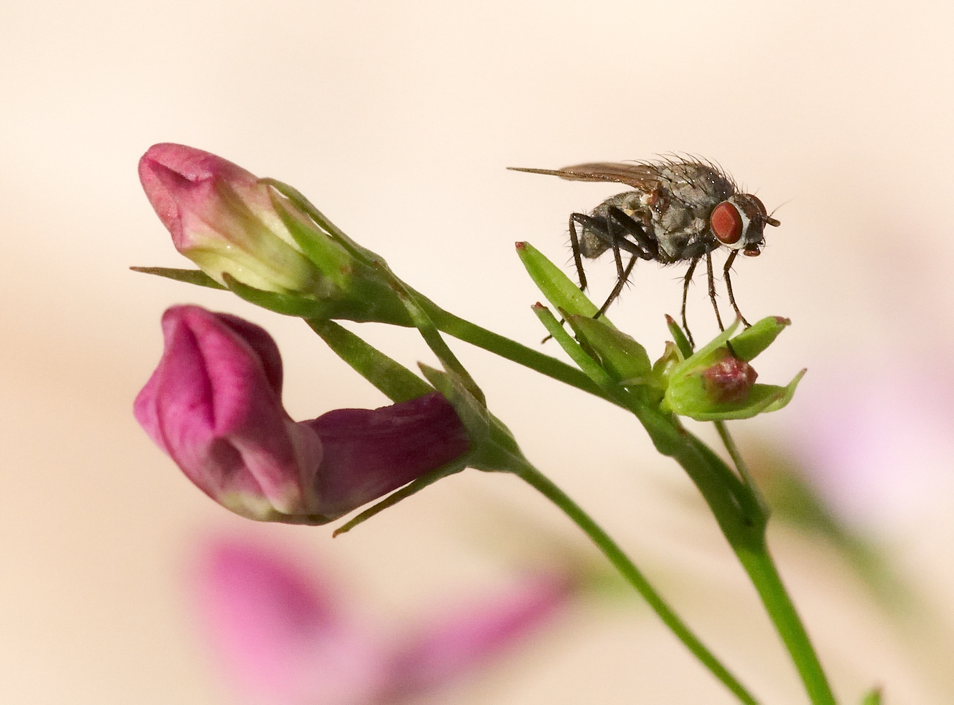 The Fly