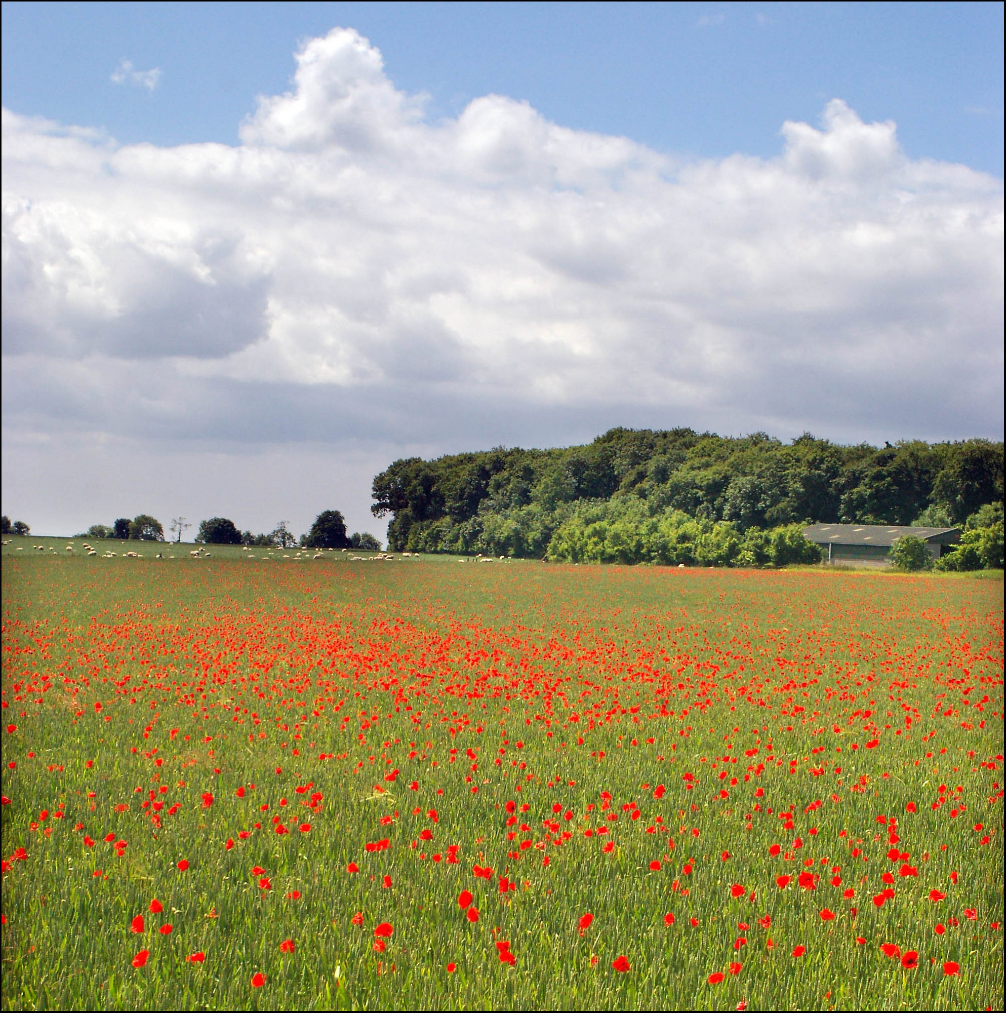 The Poppy Field