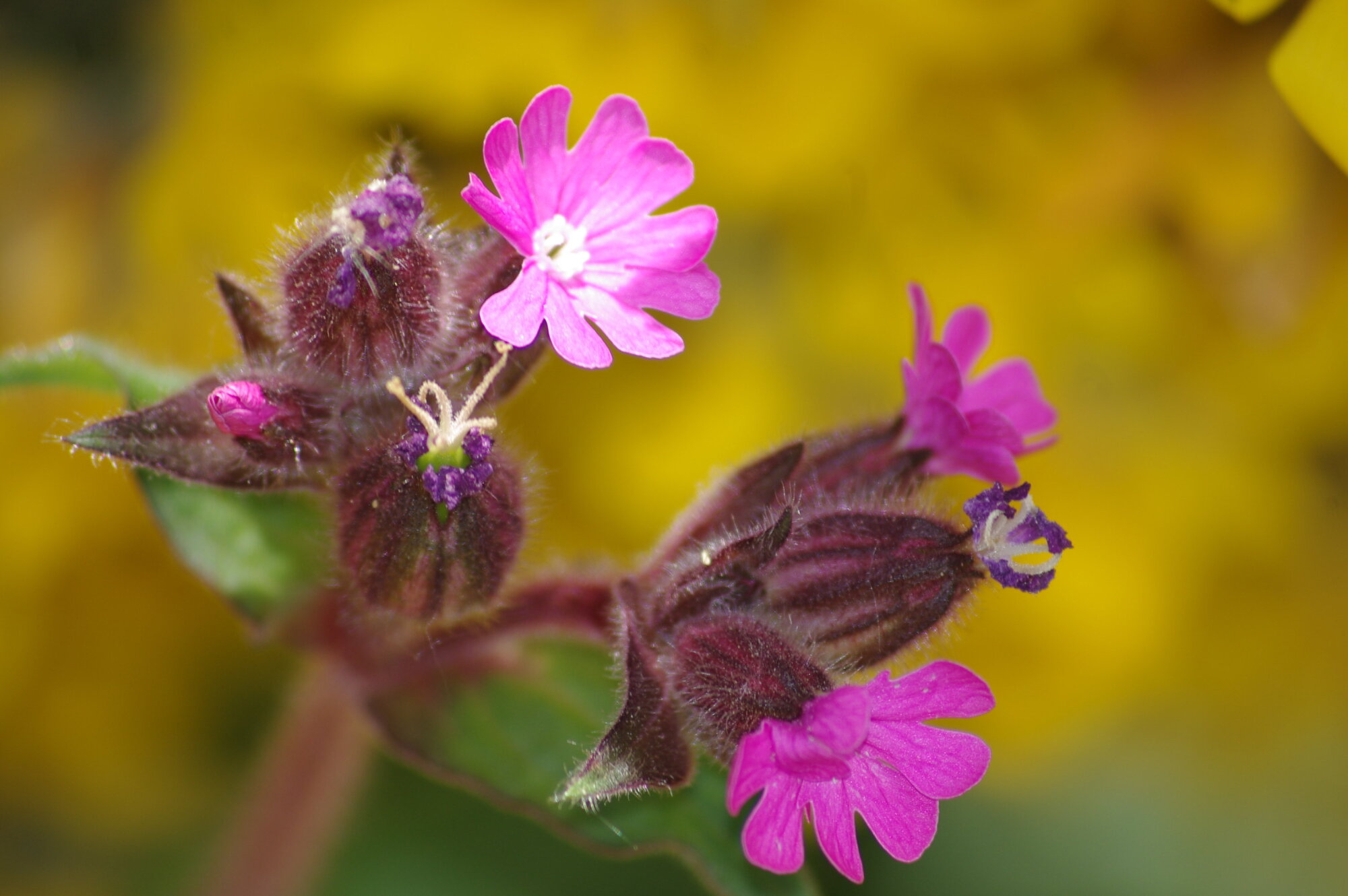 wildflower