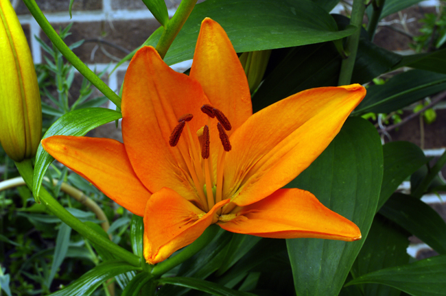 Asiatic Lily, Orange