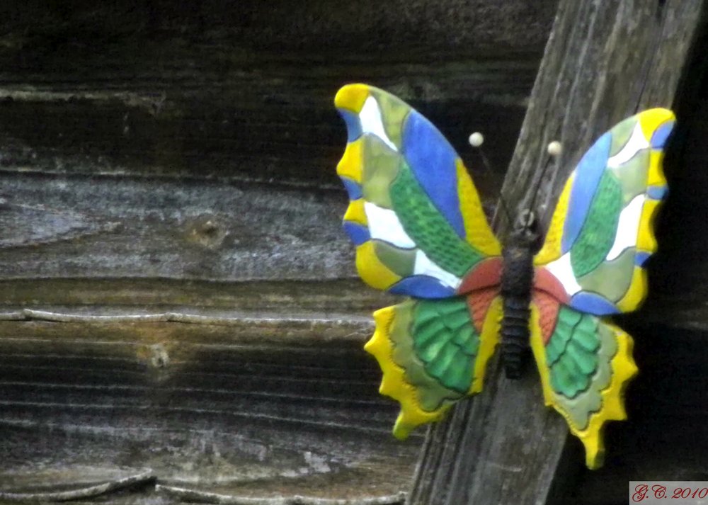 Butterfly on the wood