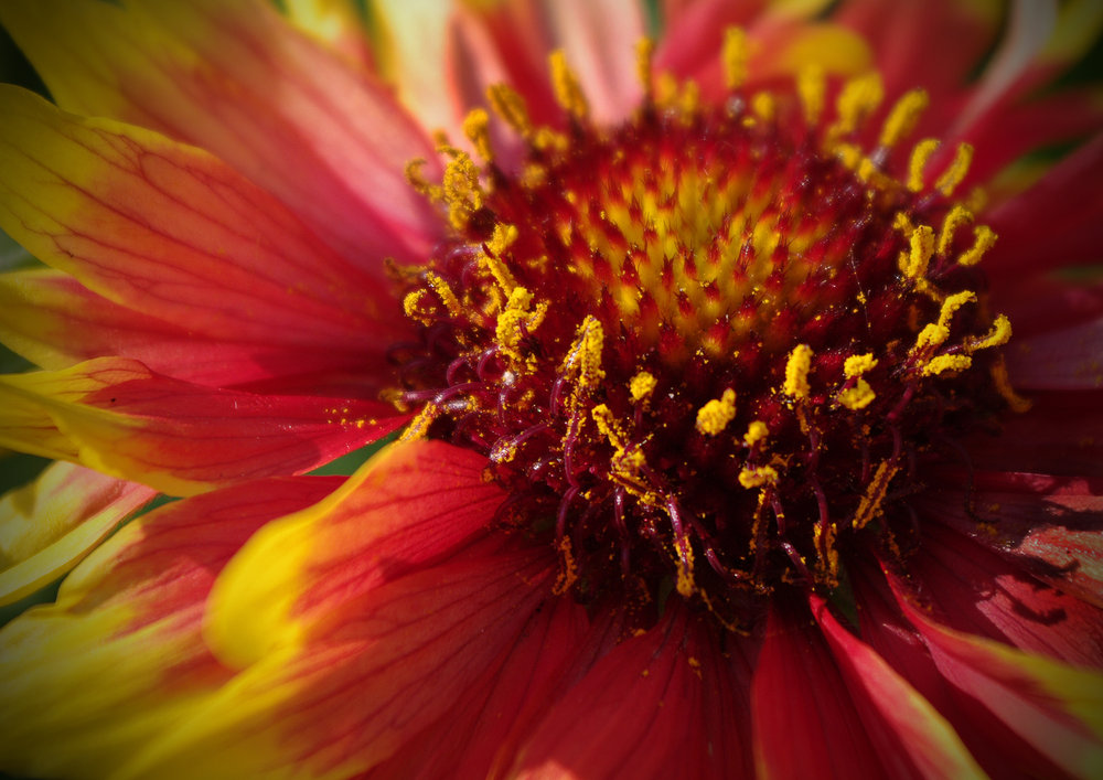 Flower Power