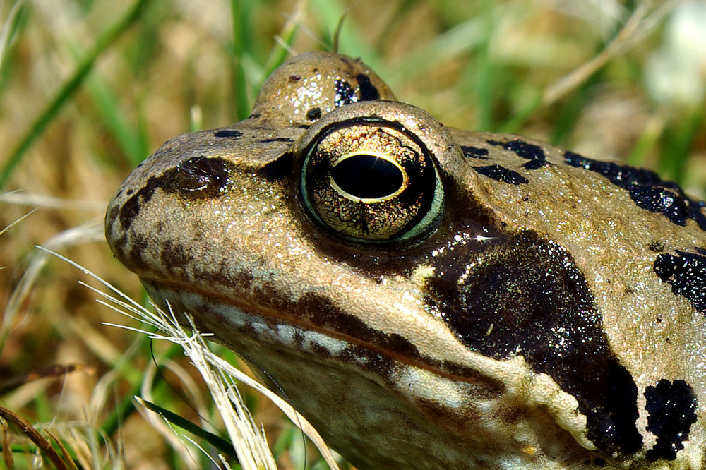 Frog's Eye