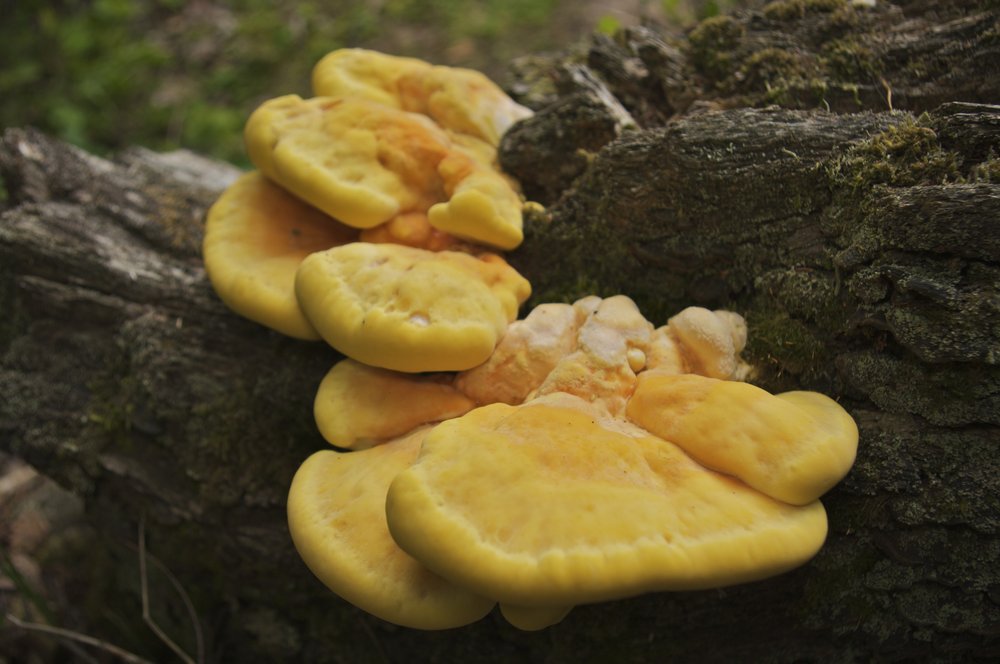 Fungi- in Avon Heath Country Park